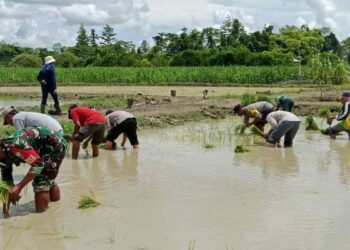 Dukung Program Asta Cita Presiden, Bhabinkamtibmas Polres Keerom Gencarkan Kegiatan Ketahanan Pangan Bersama Masyarakat