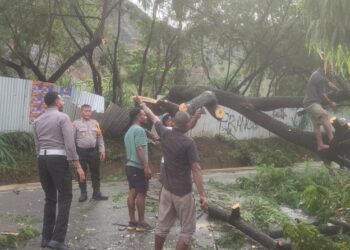 Anggota Polres Jayapura Sigap Bersihkan Pohon Tumbang Akibat Hujan Deras