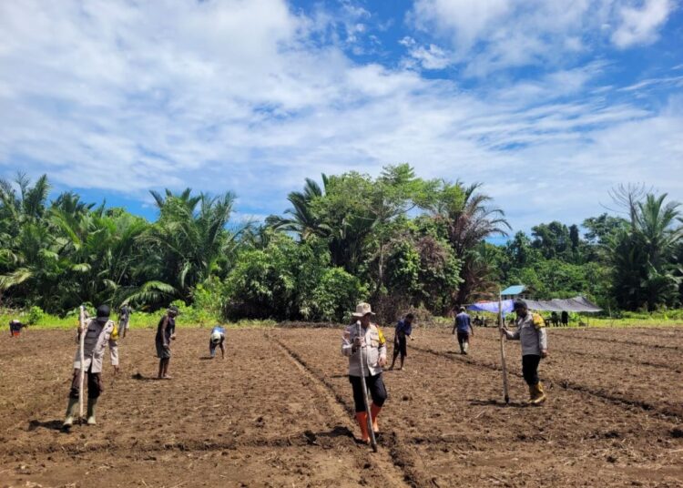 Dukung Ketahanan Pangan Nasional, Kapolsek Bonggo Bersama Kelompok Tani Kampung Rotea Bersama-sama Menanam Kacang Tanah