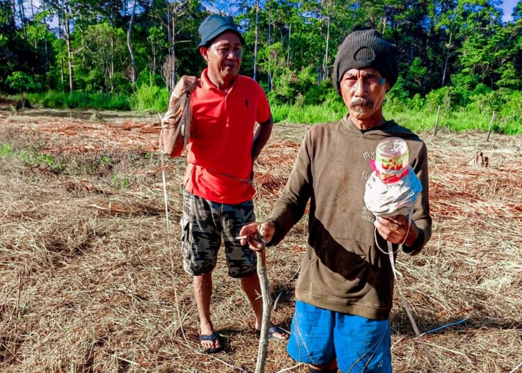 Kelompok Tani Binaan PYCH dan Polda Papua Memasuki Tahap Pemasangan Patok dan Pengukuran Luas Lahan Pertanian