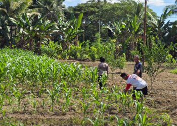 Pengecekan Tanaman Jagung dan Kacang Tanah di Lahan Ketahanan Pangan Polres Mimika