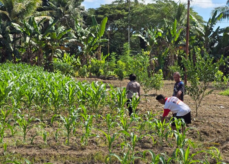 Pengecekan Tanaman Jagung dan Kacang Tanah di Lahan Ketahanan Pangan Polres Mimika