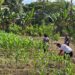 Pengecekan Tanaman Jagung dan Kacang Tanah di Lahan Ketahanan Pangan Polres Mimika