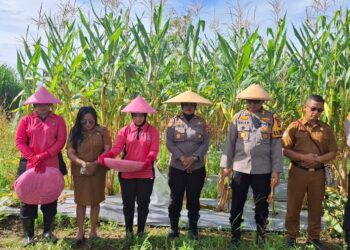 Polres Mimika Panen Jagung di Lahan Ketahanan Pangan