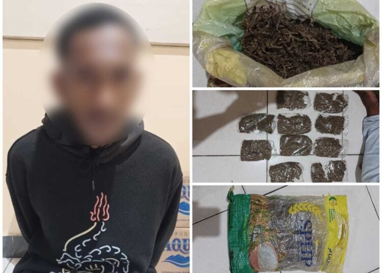 Ditresnarkoba Polda Papua Berhasil Ringkus Pelaku Pembawa Narkotika Jenis Ganja