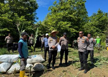 Diakhir Masa Jabatan, Kapolresta Victor Mackbon Panen Lahan Ketahanan Pangan