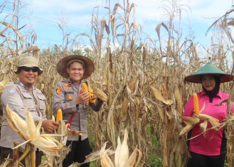 Polsek Nimbokrang Polda Papua Gelar Panen Jagung Bersama Dukung Program Ketahanan Pangan