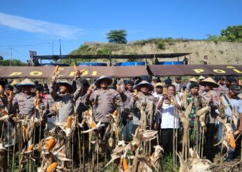 Polda Papua Gelar Panen Raya Jagung, Wujud Nyata Dukung Ketahanan Pangan Nasional