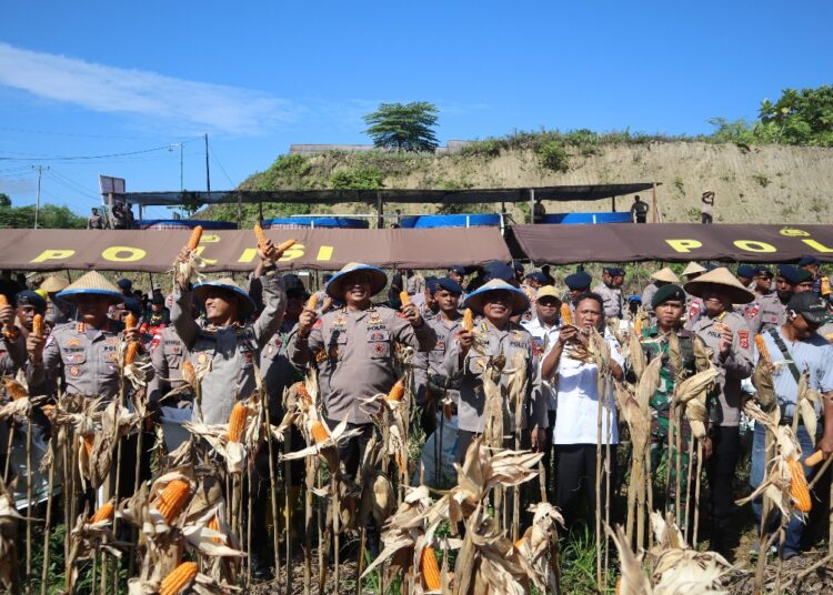 Polda Papua Gelar Panen Raya Jagung, Wujud Nyata Dukung Ketahanan Pangan Nasional