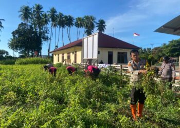 Dukung Ketahanan Pangan Nasional, Kapolsek Pantai Timur Panen Kacang Tanah dan Jagung