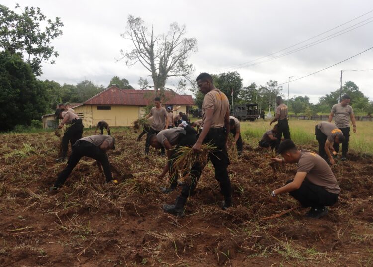 Dukung Ketahanan Pangan Nasional, Polres Mappi Buka lahan Jagung