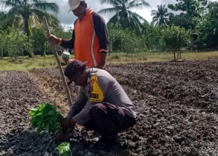 Polri Dukung Ketahanan Pangan: Bhabinkamtibmas Bomberay Dampingi Petani Tanam Cabai Unggul