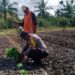 Polri Dukung Ketahanan Pangan: Bhabinkamtibmas Bomberay Dampingi Petani Tanam Cabai Unggul