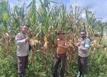 Lakukan Pengecekan Lahan Padi Dan Jagung, Bhabinkamtibmas Aktif Dukung Ketahanan Pangan
