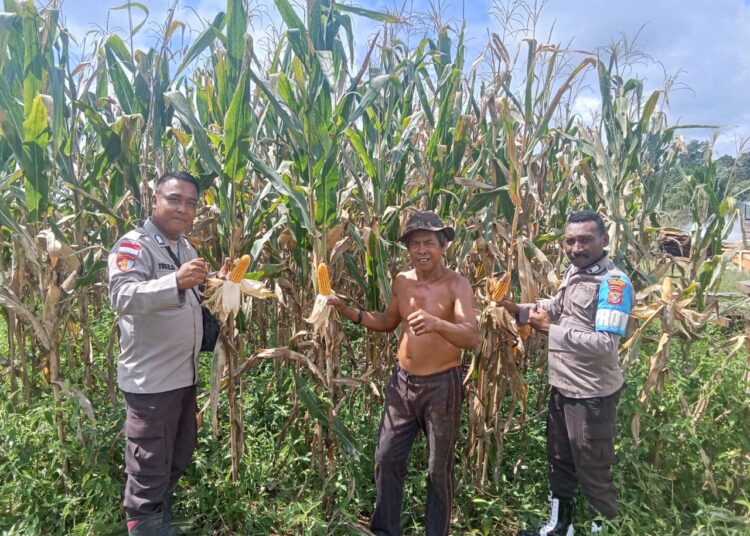 Lakukan Pengecekan Lahan Padi Dan Jagung, Bhabinkamtibmas Aktif Dukung Ketahanan Pangan