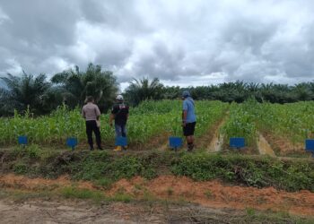 Polsek Bomberay Aktif Dukung Ketahanan Pangan Lewat Pemantauan Tanaman Jagung di Lahan Perkebunan