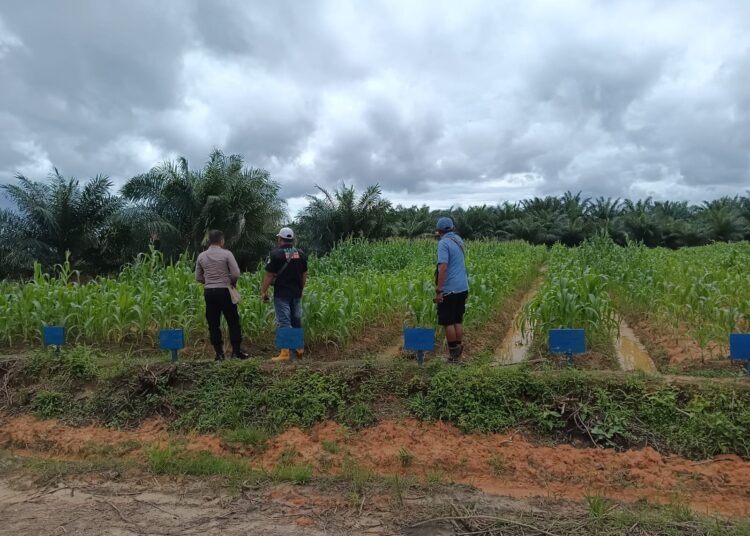 Polsek Bomberay Aktif Dukung Ketahanan Pangan Lewat Pemantauan Tanaman Jagung di Lahan Perkebunan
