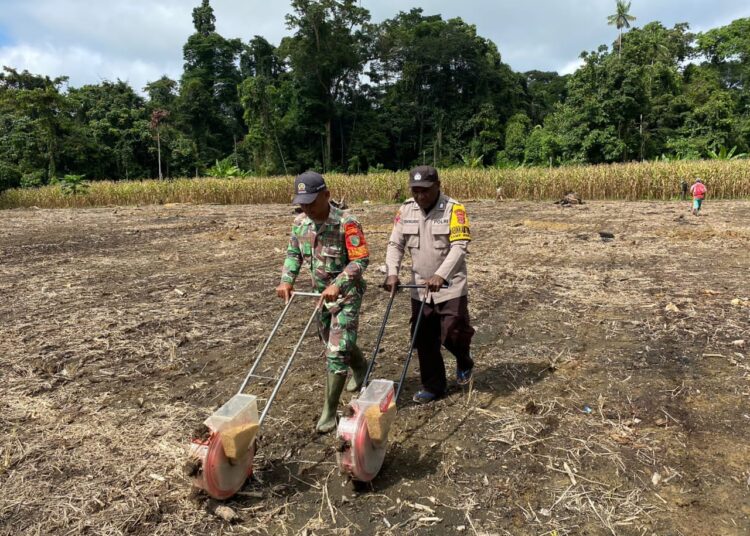 Dukung Ketahanan Pangan, Polsek Senggi dan Kelompok Tani ‘Satu Hati’ Gelar Panen Jagung dan Penanaman Padi di Keerom