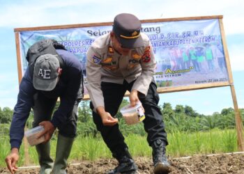 Dukung Ketahanan Pangan, Kelompok Tani Binaan Sat Binmas Polres Keerom Lakukan Penanaman Bibit Jagung dan Padi