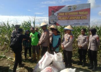 Kapolresta Jayapura Kota Pimpin Panen Jagung di Koya Barat, Dukung Ketahanan Pangan Lokal