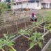 Polsek Elikobel Wujudkan Ketahanan Pangan Lewat Program Pekarangan Bergizi