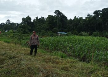 Kapolres Manokwari Selatan dan PJU Cek Lokasi Lahan Jagung, Pantau Potensi Pertanian