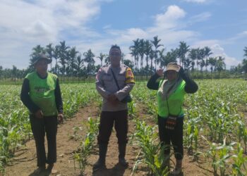 Sinergi Bhabinkamtibmas, PPL dan Petani, Ciptakan Ketahanan Pangan di Kampung Yeeti