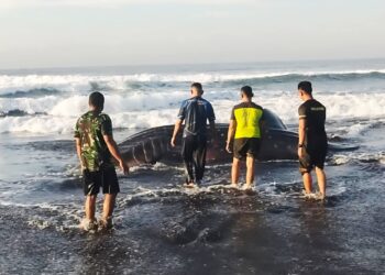 Satgasmar Pulau Nusa Barung Selamatkan Hiu Paus yang Terdampar di Pantai Pancer