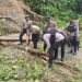 Sigap Tangani Longsor, Polres Keerom Pastikan Jalan Kembali Normal