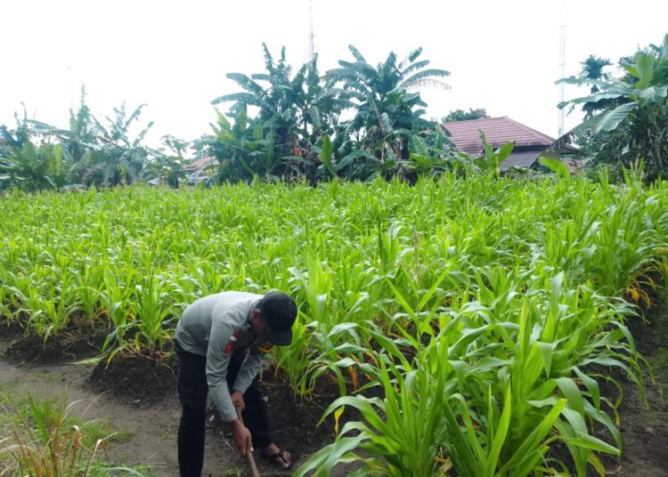 Polsek Sota Laksanakan Monitoring Tanaman Jagung, Dukung Program Ketahanan Pangan