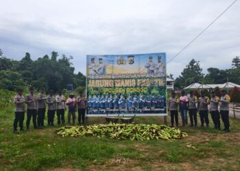 Ketahanan Pangan, Polsek Bonggo Panen Jagung Manis Bersama Bhayangkari