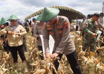 Polres Merauke Panen raya jagung serentak kuartal III Dalam rangka mendukung swasembada pangan tahun 2025