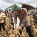 Polres Merauke Panen raya jagung serentak kuartal III Dalam rangka mendukung swasembada pangan tahun 2025