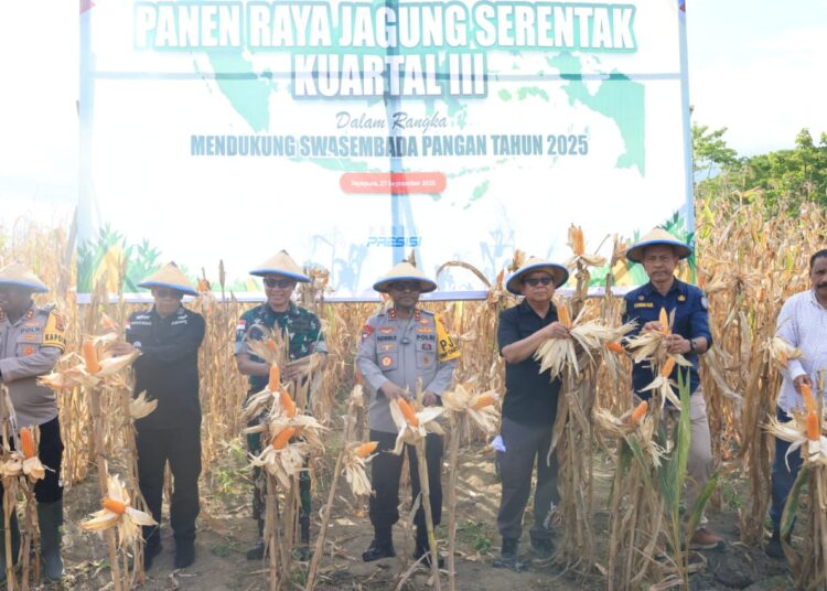 Kapolda Papua Pimpin Panen Raya Jagung Kuartal III, Wujudkan Dukungan Polri terhadap Swasembada Pangan