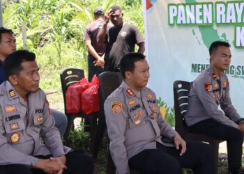 Panen Raya Jagung Kuartal III, Polres Sarmi Polda Papua Tegaskan Komitmen Dukung Petani
