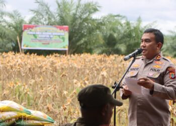 Kapolres Fakfak Pimpin Panen Raya Jagung Serentak Dukung Swasembada Pangan