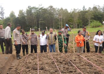 Polres jayawijaya tanam jagung, dukung swasembada pangan nasional 2025