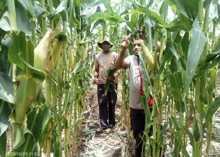 Jagung Siap Panen! Kapolsek Pantai Timur Cek Lahan Ketahanan Pangan Polsek