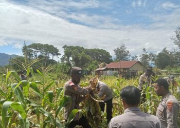 Polsek Kurulu Panen Jagung, Wujud Nyata Dukungan terhadap Ketahanan Pangan Bergizi