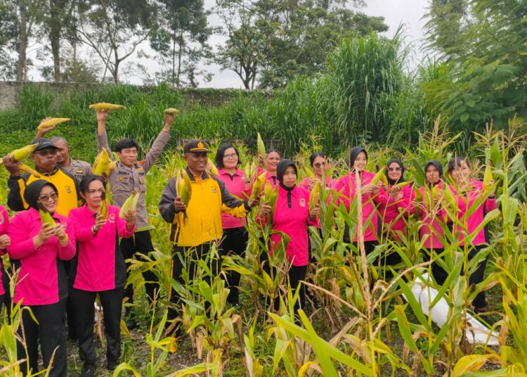 Polsek Wamena Kota Gelar Panen Jagung Program “satu Pekarangan Bergizi” dalam Mendukung Ketahanan Pangan