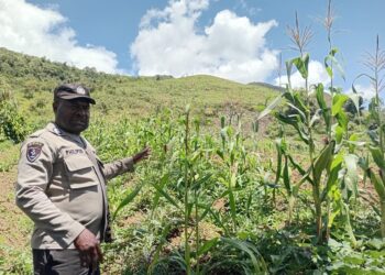 Polsek Kurulu Cek Perkembangan Tanaman Jagung Program Ketahanan Pangan Kuartal IV
