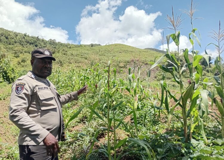 Polsek Kurulu Cek Perkembangan Tanaman Jagung Program Ketahanan Pangan Kuartal IV