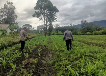 Polsek Asologaima Terus Dorong Ketahanan Pangan Melalui Peninjauan Lahan Jagung di Kampung Kimbim