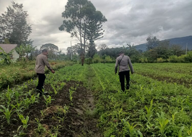 Polsek Asologaima Terus Dorong Ketahanan Pangan Melalui Peninjauan Lahan Jagung di Kampung Kimbim