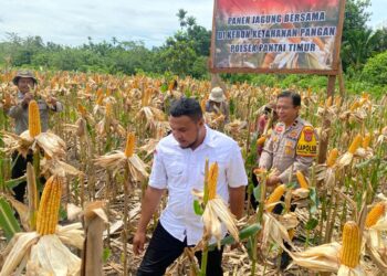 Polsek Pantai Timur Panen Jagung di Lahan Ketahanan Pangan Bersama Masyarakat