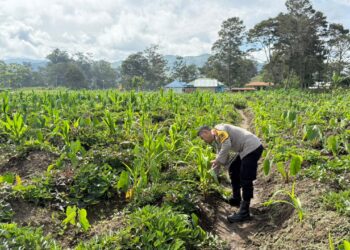 Polsek Kawasan Bandara Cek Perkembangan Tanaman Jagung Program Ketahanan Pangan Kuartal III