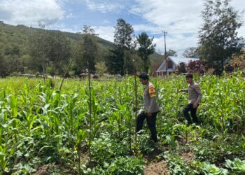 Polsek Bolakme Terus Kawal Program Ketahanan Pangan, Tanaman Jagung Tumbuh Subur di Kampung Patmos