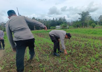 Sat Binmas Polres Jayawijaya dampingi Petani Perkuat Ketahanan Pangan