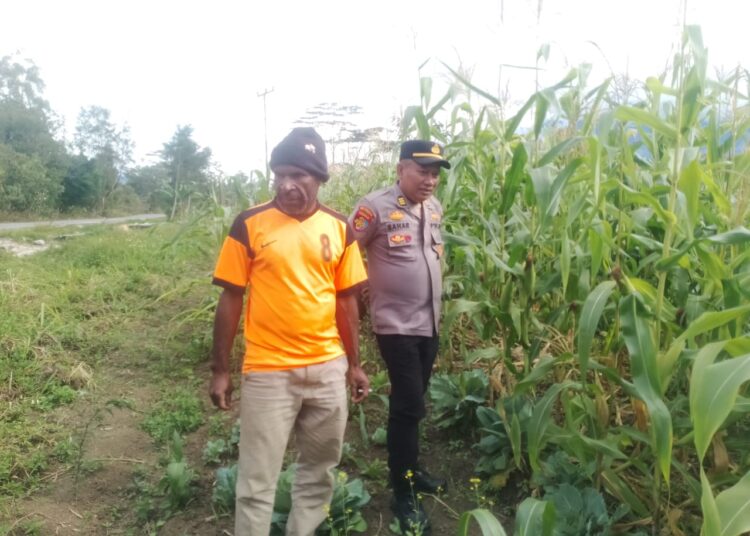 Kapolsek Wamena Kota Cek Perkembangan Tanaman Jagung di Kampung Hubikiak