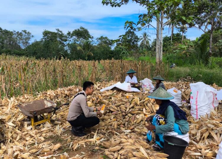 Perkuat Ketahanan Pangan, Bhabinkamtibmas Briptu Sabri Dampingi Warga Macuan Saat Panen Jagung